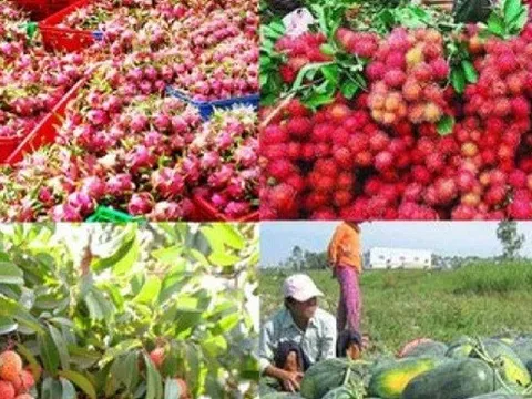 Xuất khẩu nông sản: Xây dựng thương hiệu thay vì đi "buôn chuyến"