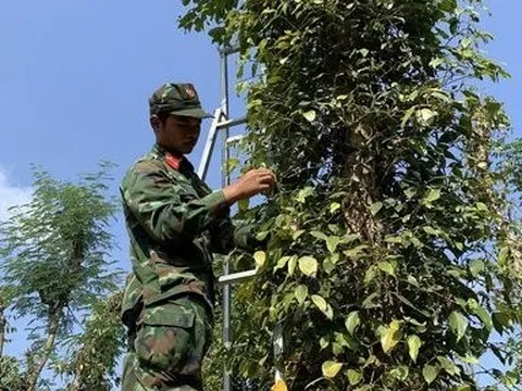 Bà Rịa-Vũng Tàu: 6 ngày, bộ đội giúp người dân hái hàng chục tấn tiêu