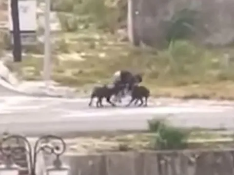 Vụ 2 con chó cắn nam sinh bị thương nặng: Phạt hành chính chủ nuôi 1,5 triệu đồng