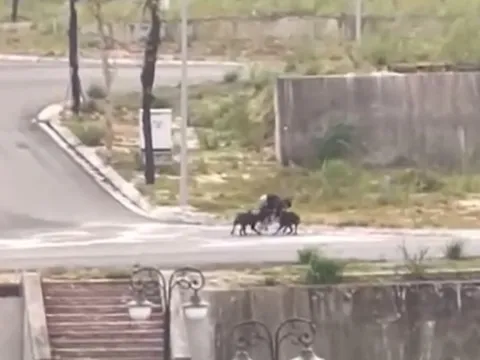 Nam sinh chạy bộ thể dục bị 2 con chó hung dữ tấn công, thương tích nghiêm trọng