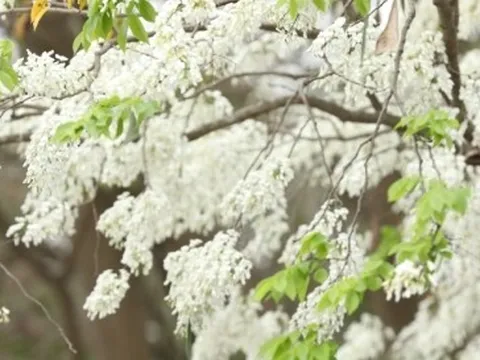 Hoa sưa nở trắng muốt giữa trời Hà Nội