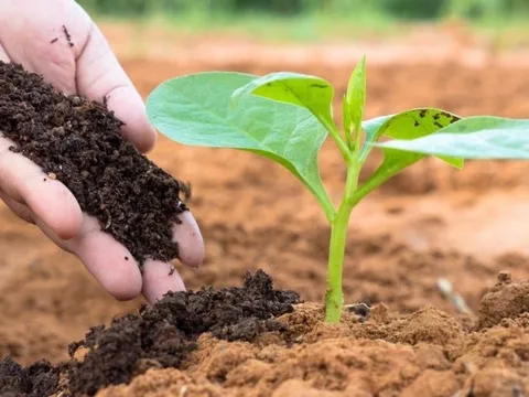 Đề xuất đưa phân bón vào diện chịu thuế giá trị gia tăng