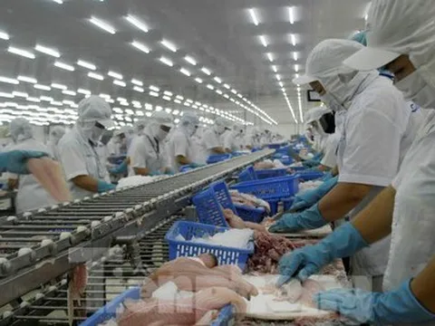 Vì sao cá tra Việt xuất Mỹ đang đà tỷ USD bỗng tuột dốc mạnh?