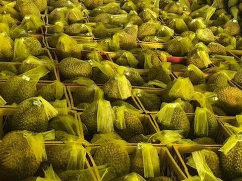 Hoa quả Việt xuất sang Trung Quốc tăng mạnh