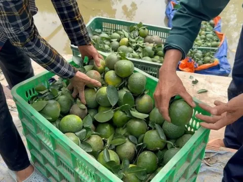 Vĩnh Long: Giá cam sành đang nhích dần đến 10.000 đồng/kg