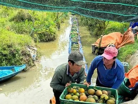 'Giải cứu' hàng trăm tấn cam sành của nông dân Vĩnh Long