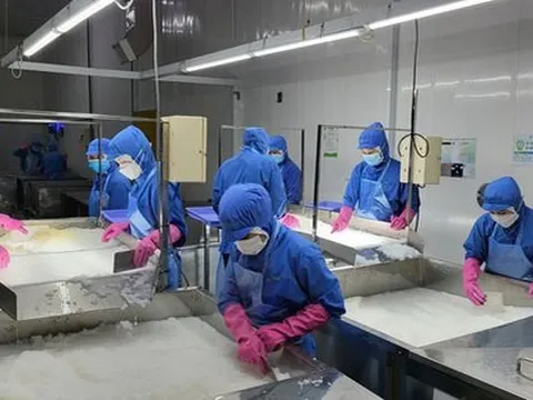 Giải cứu cam sành và khoảng trống ngành chế biến