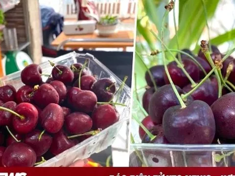 Cherry nhập khẩu rớt giá quá nửa, bà nội trợ đua nhau mua