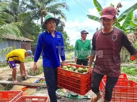 Giá cam sành bất ngờ vọt tăng sau chuỗi ngày 'lao dốc' chưa từng có