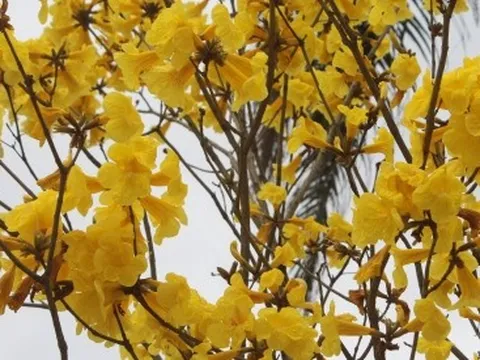 Ngẩn ngơ trước vẻ đẹp của mùa hoa tháng 2 ở Hà Nội