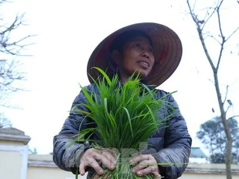 Phiên chợ bán lúa non hiếm có chỉ họp ít ngày rồi tự tan