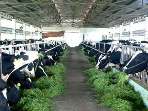 Chuyên gia: 'Ngành chăn nuôi Việt Nam phải gồng mình trước áp lực kép ít nhất đến quý II'