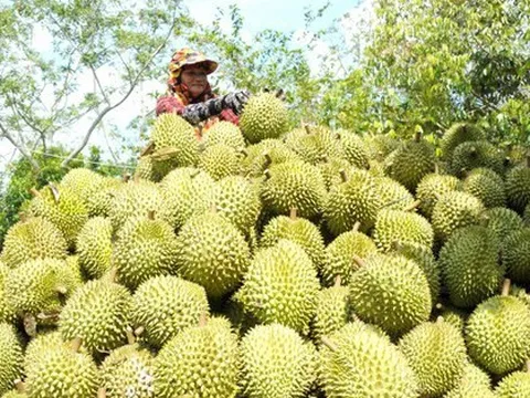 Đua nhau chặt cà phê, tiêu trồng sầu riêng: Cảnh báo lặp lại 'vết xe đổ'