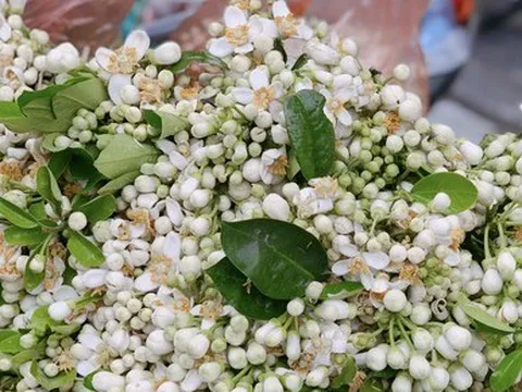 Hoa bưởi đầu mùa tỏa hương khắp phố Hà Nội, giá nửa triệu đồng/kg