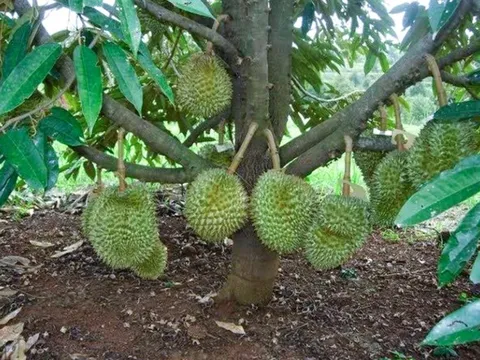 Ồ ạt trồng sầu riêng gây hậu quả khó lường