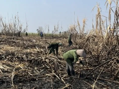 Liên tục xảy ra cháy mía, nông dân Gia Lai như "ngồi trên đống lửa"