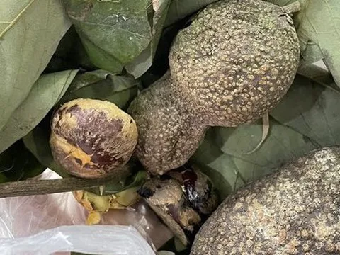 Người đàn ông nguy kịch do ăn nhầm quả dây thuốc cá