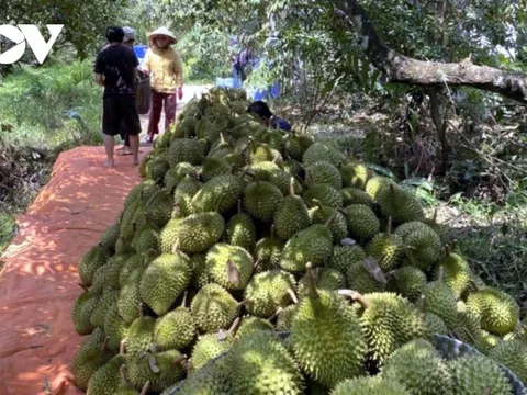 Khuyến cáo không ồ ạt trồng cây sầu riêng