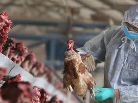 Phát hiện cúm A/H5N1 gây chết người, yêu cầu ‘khóa chặt’ vận chuyển trái phép qua biên giới