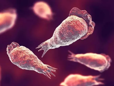 Bị sinh vật "ăn não" chui vào mũi chỉ vì... rửa xoang