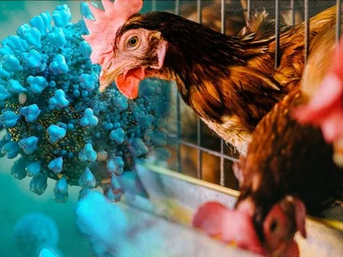 TP HCM chỉ đạo khẩn ngăn lây lan bệnh cúm gia cầm H5N1