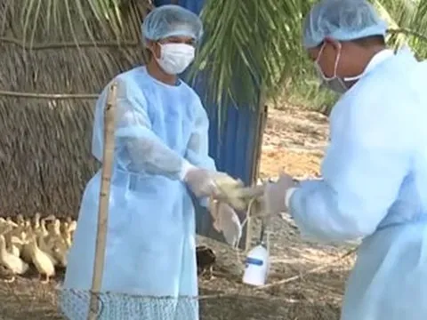 Nguy cơ xâm nhập Việt Nam, cúm gia cầm H5N1 nguy hiểm thế nào?