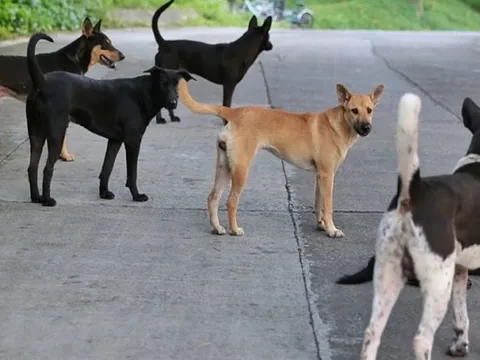 Tình trạng chó thả rông tấn công người gây thương tích: Hiểm họa nguồn bệnh từ những con chó lạ