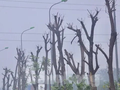 Hà Nội: Loạt cây xanh chết khô ở đại lộ Thăng Long, đơn vị nào chịu trách nhiệm?