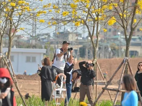 Hà Nội mùa hoa sưa, hoa ban, hoa phong linh: Thợ ảnh kiếm trăm triệu/tháng