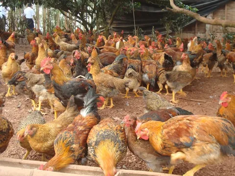 Khuyến cáo không tiêu thụ sản phẩm gia cầm không rõ nguồn gốc