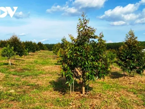 Người dân ở Bình Phước ồ ạt phá bỏ tiêu, cà phê trồng sầu riêng