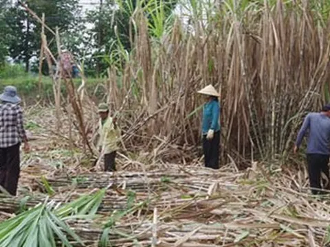 Nhà máy đường lo thiếu nguyên liệu