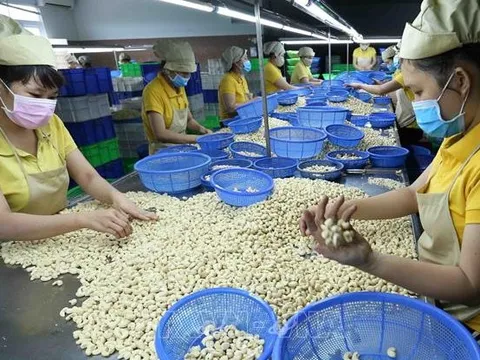 Ngành điều Việt Nam: Kiên nhẫn đường dài