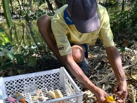 Nấm nữ hoàng quý hiếm giúp lão nông làm giàu