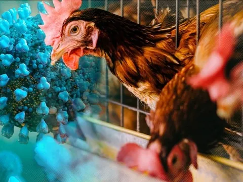 Bộ Y tế yêu cầu tăng cường phòng, chống cúm gia cầm lây sang người
