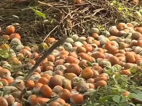 Cây cam từ cây làm giàu trở thành... gánh nặng