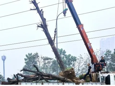 Loạt cây xanh chết khô trên Đại lộ Thăng Long được di chuyển đến nơi khác