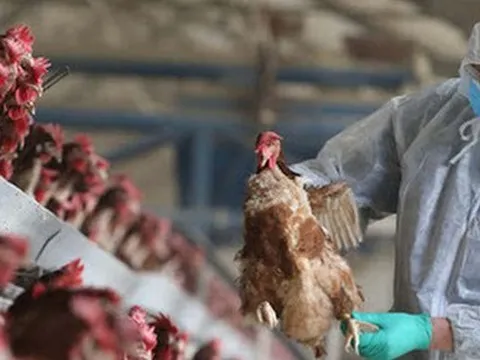 Bộ Y tế cảnh báo nguy cơ cúm gia cầm lây sang người xâm nhập Việt Nam