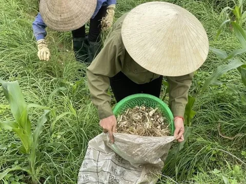 Nông dân phấn khởi thu hoạch hành tăm vì được mùa, giá tăng gấp 3 lần
