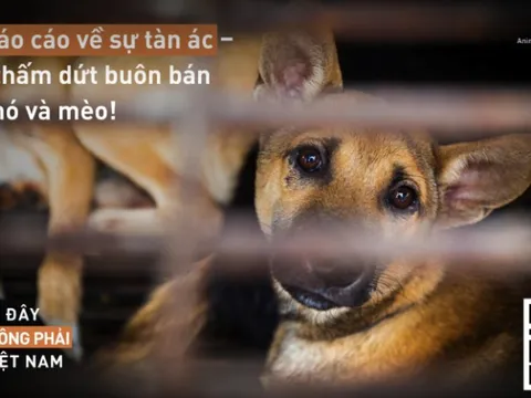 Trên 150 báo cáo về hoạt động buôn bán thịt chó, mèo