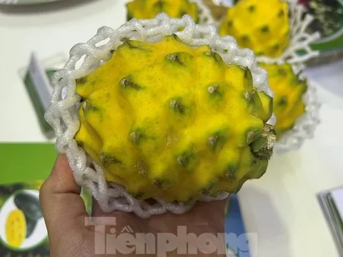 Lạ mắt thanh long vàng độc lạ, giá đắt gấp 15 lần loại thường