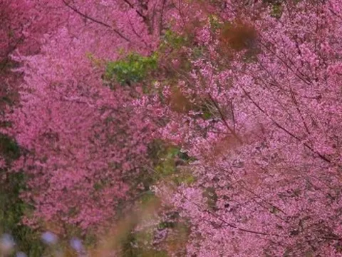 Sắc hoa rực rỡ, ngập tràn khắp hang cùng ngõ hẻm trên cả nước