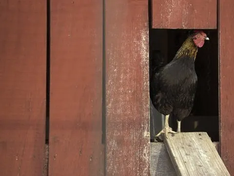 Những 'pháo đài' nuôi gà triệu USD ở Mỹ: Có thiết bị chiếu sáng laser, súng bắn âm thanh và hệ thống cửa từ sinh trắc học