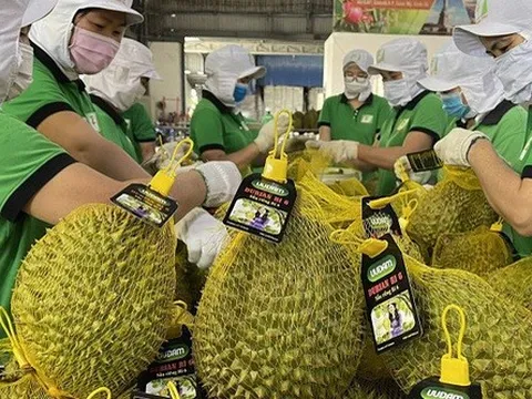 246 mã số vùng trồng sầu riêng được phê duyệt xuất khẩu Trung Quốc