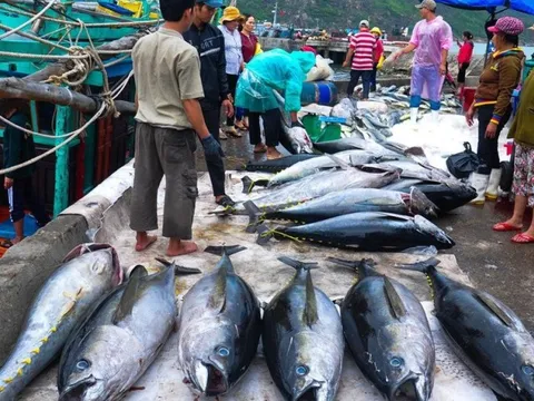 Cá ngừ Việt Nam thâm nhập sâu vào thị trường Hàn Quốc