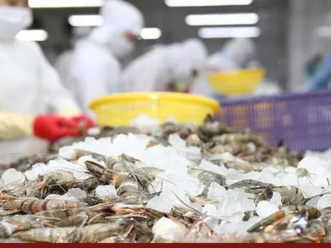 Tôm Việt Nam đã xuất khẩu đến 100 quốc gia