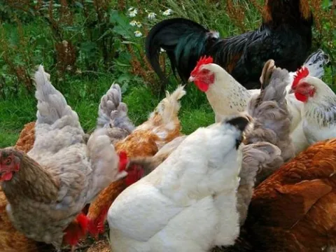 Tuyển quản lý trại gà lương 137 triệu/tháng nhưng không ai dám nộp hồ sơ vì lí do này