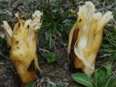 Lên núi thấy thứ này nhớ hái ngay, 1 cân giá tới vài triệu