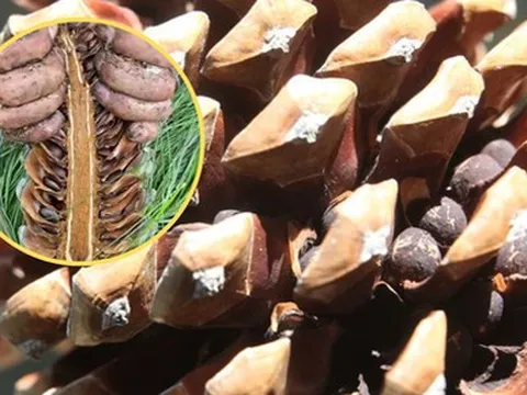 Loại hạt ở Việt Nam xưa rụng đầy gốc không ai lấy, nay lại thành đặc sản đắt đỏ cả nửa triệu/kg