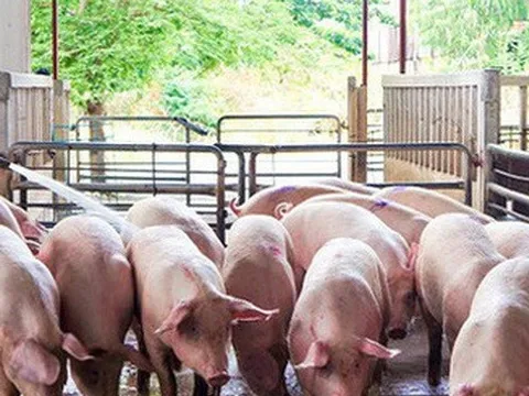 Giá lợn hơi xuống thấp, người chăn nuôi "khóc dở, mếu dở"